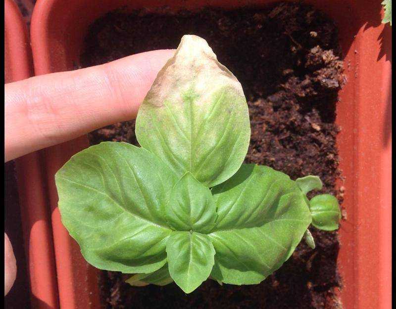 Болезни и вредители базилика | базилик