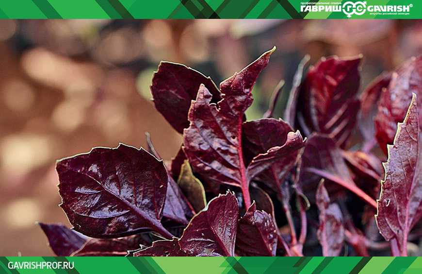 Базилик: выращивание и уход в открытом грунте, болезни и вредители