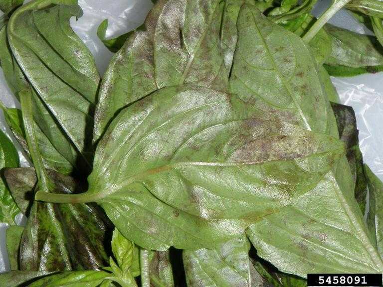 Трипсы на комнатных растениях: как выглядят на фото, как бороться с помощью народных средств, как еще избавиться, и способы борьбы, препараты для лечения заражения