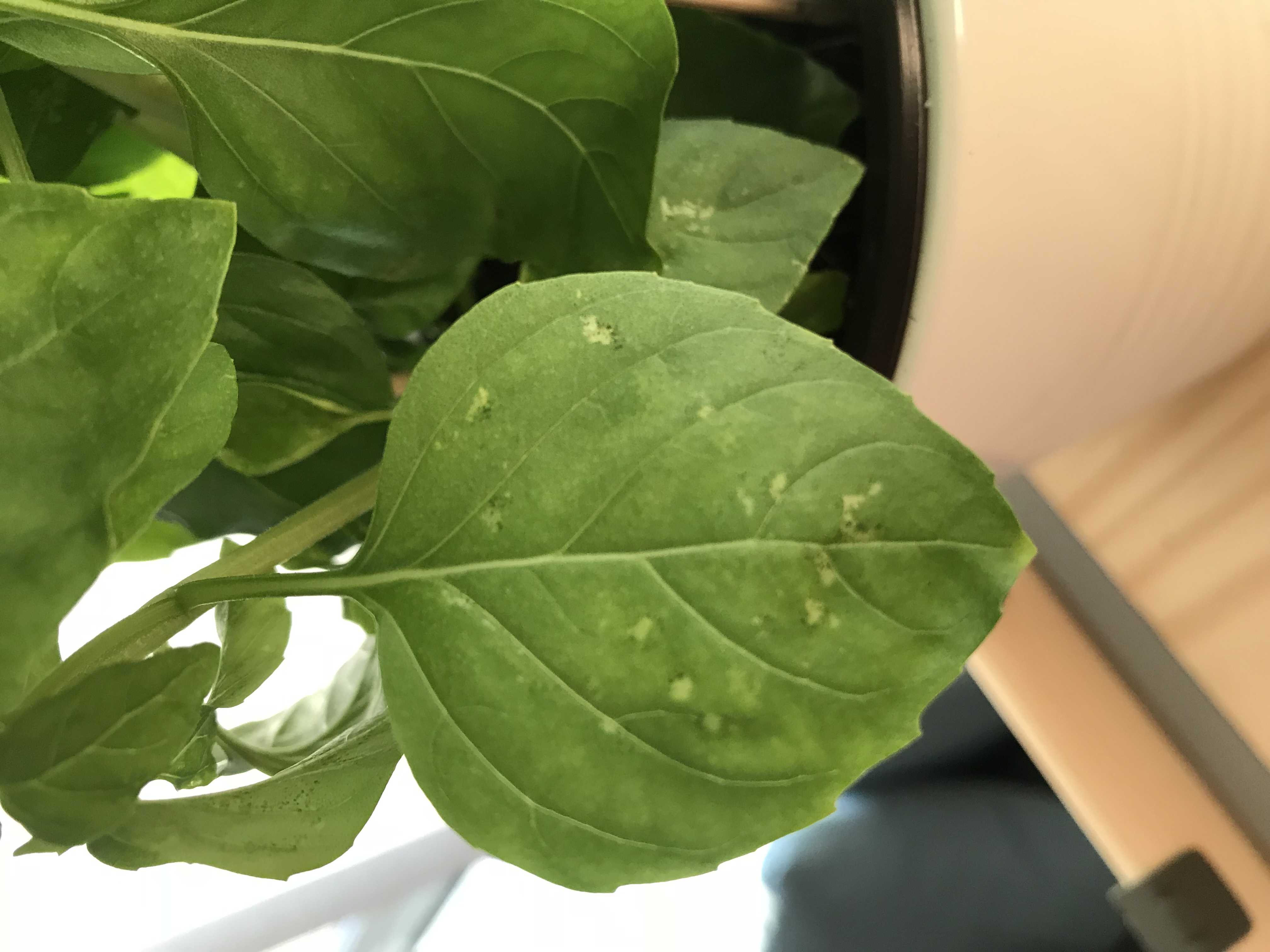 Болезни и вредители базилика