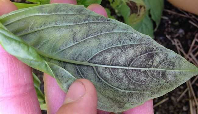 Болезни базилика и борьба с ними фото - ogorod.guru