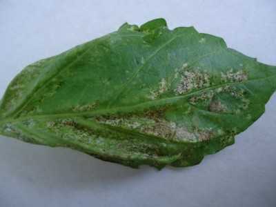 Как бороться с вредителями при выращивании табака - yourchoice.ru