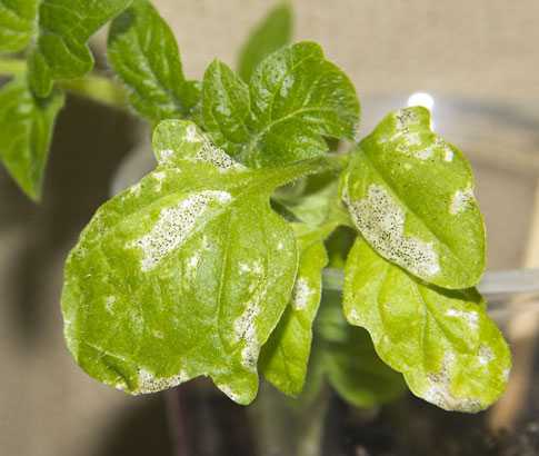 Средство от трипсов на комнатных растениях: причины появления, обзор методов борьбы, отзывы