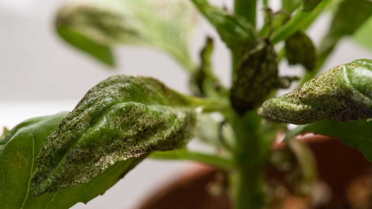 Как победить листовых долгоносиков, обгрызающих ваш сад