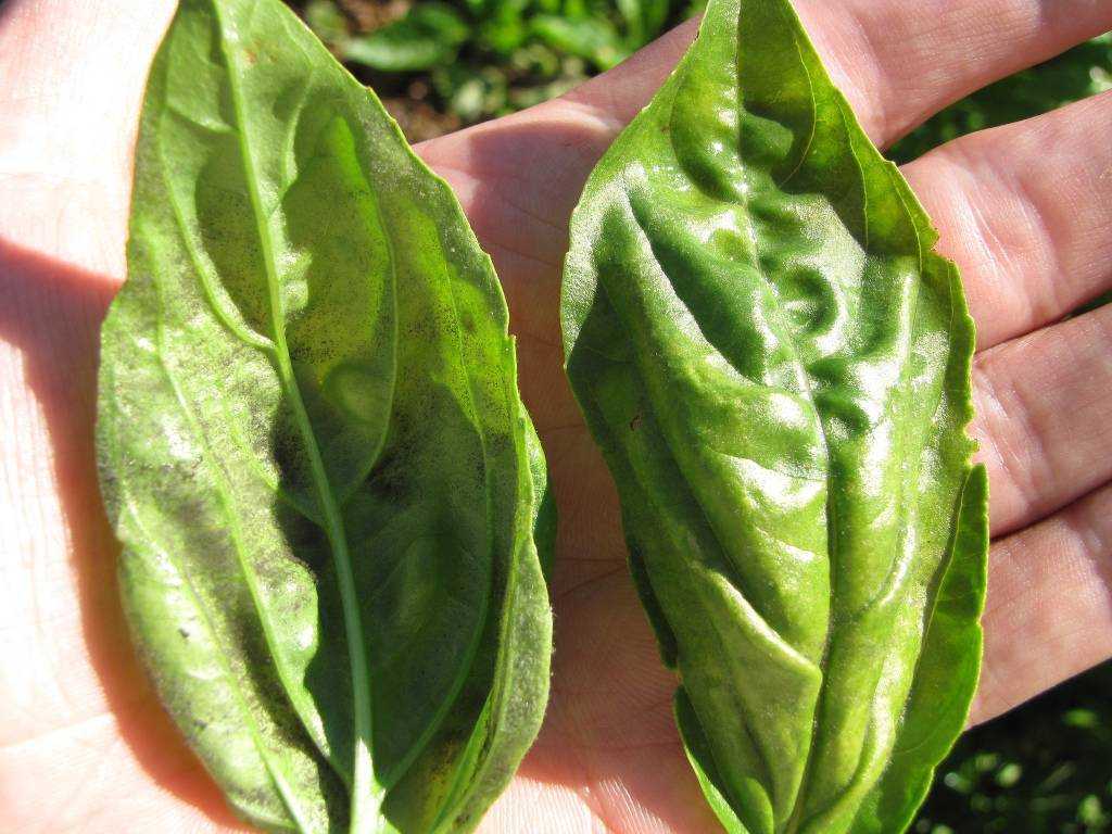 Листовые долгоносики: как бороться на supersadovnik.ru