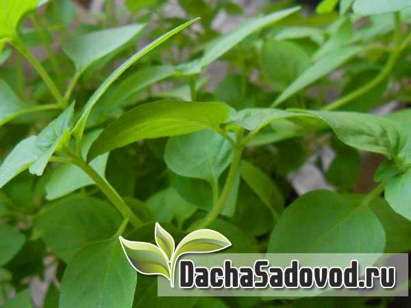 Болезни и вредители базилика: частые хвори, борьба с ними и фото пораженных саженцев, а также какие насекомые едят листья и чем обработать погрызанные растения?