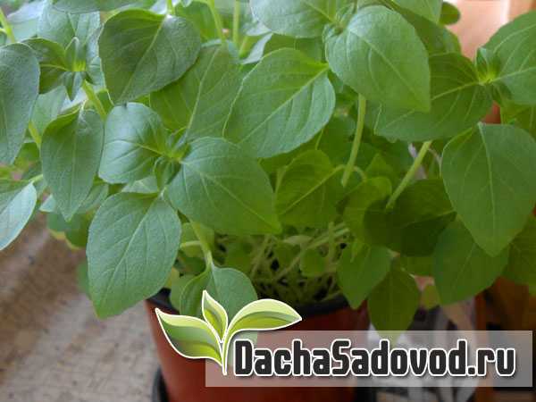 Болезни и вредители комнатных и декоративных растений