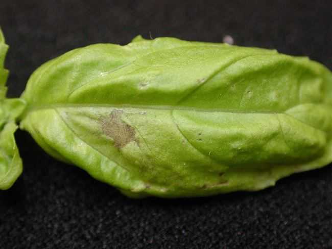 Вредители антуриума: фото с описанием признаков вредителей на листьях и почве + методы лечения или борьбы с трипсами и другими насекомыми