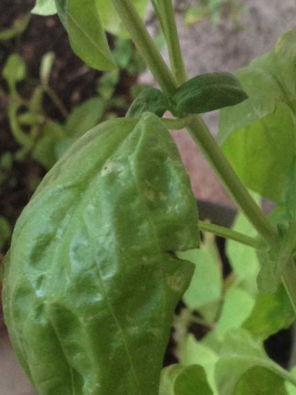 Базилик: выращивание на подоконнике и на огороде