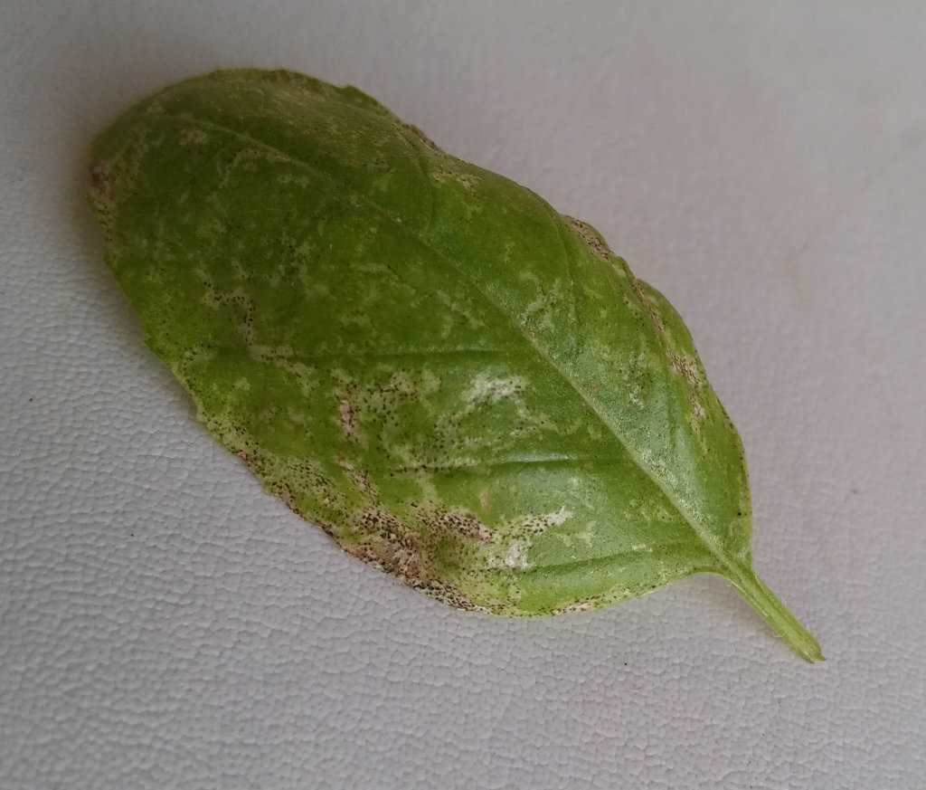 11 лайфхаков, которые помогут бороться с болезнями и вредителями кустарника барбарис | сад и куст