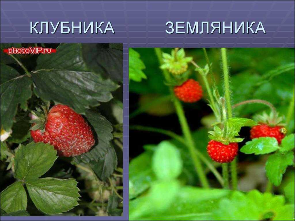 Земляника: польза и вред для здоровья, лечебные свойства листьев