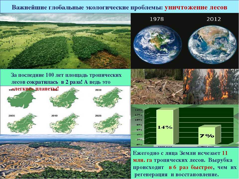 «лесной долг» человечества: не уничтожай, а сохраняй