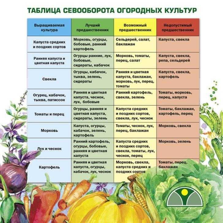 Можно ли сажать морковь: после моркови, что сажать до и после растения на следующий год, какие культуры совместимы, а какие нет, разрешено ли сеять вместе с корнеплодами чеснок