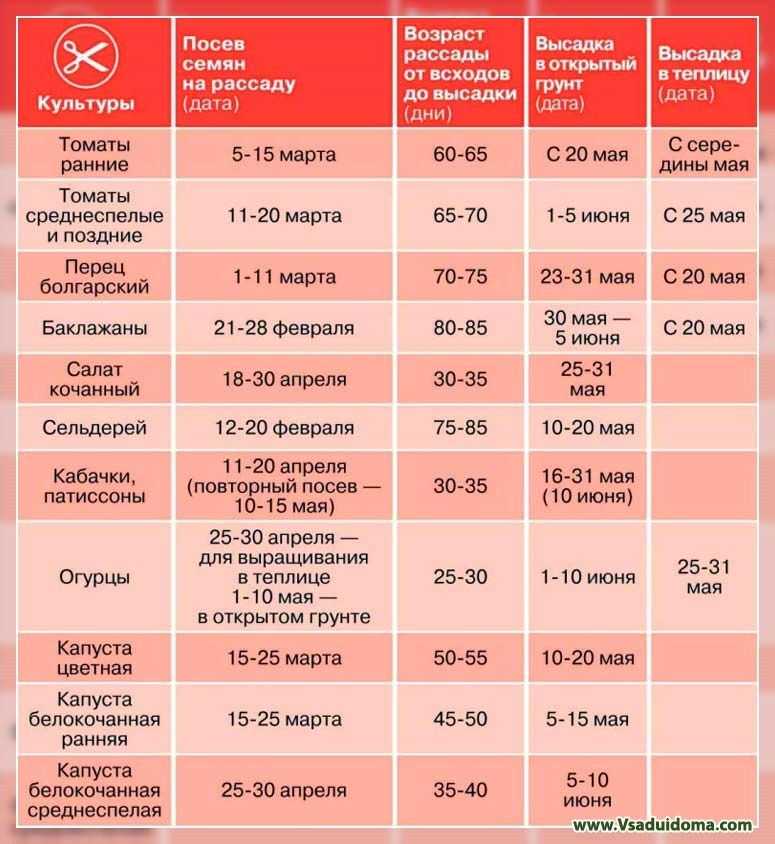 В статье приведено описание сорта черешкового сельдерея Паскаль, рассказано о его выращивании и уходе за овощем в открытом грунте Вы узнаете, как вырастить рассаду из семян, когда лучше сажать и как это делать
