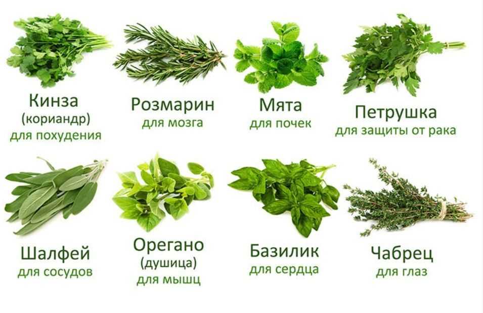 Два пряных растения базилик и орегано — это одно и то же или нет, что между ними общего и чем они отличаются Читайте о ценном составе трав, делающим их такими популярными в народной медицине, косметологии, кулинарии