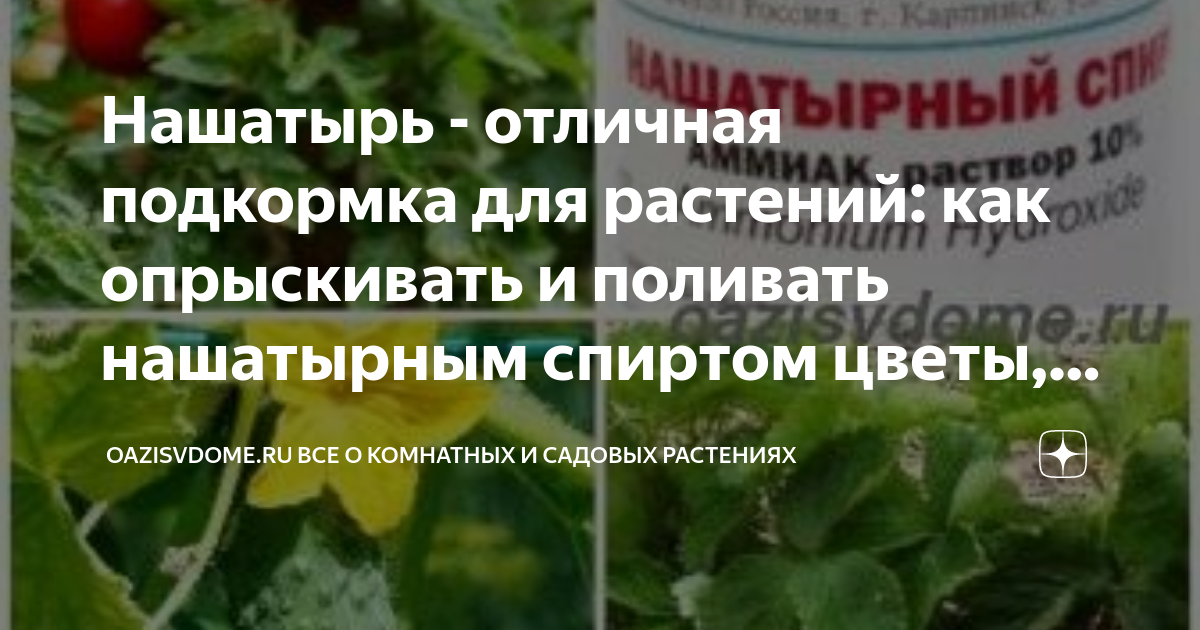 Нашатырка или аммиак как удобрение: подкормка нашатырным спиртом - что можно поливать на огороде - растения, как применять - опрыскивание