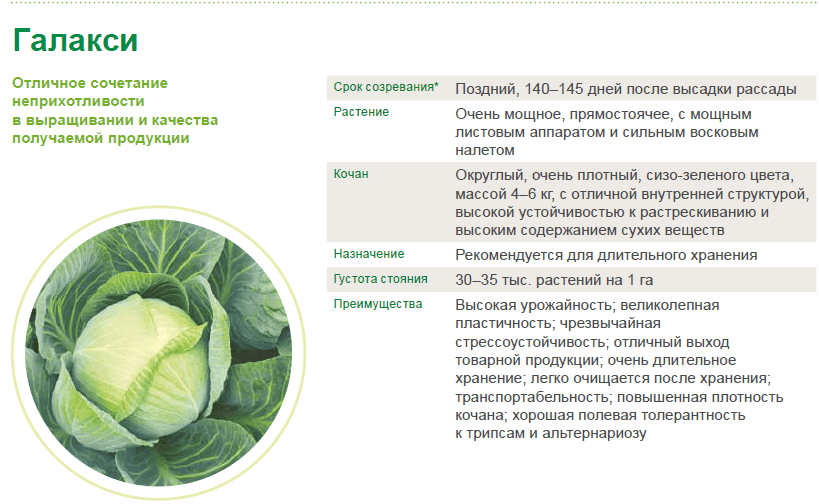 Плиз характеристика капусты , ландыша , черёмухи даю все свои балы - узнавалка.про