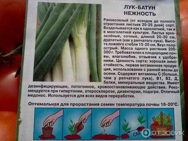 Лук батун семенами когда и как сажать весной и осенью в 2024 году в открытый грунт пошагово с фото
