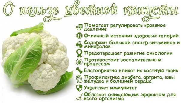 Выращивание цветной капусты: посадка и уход в открытом грунте