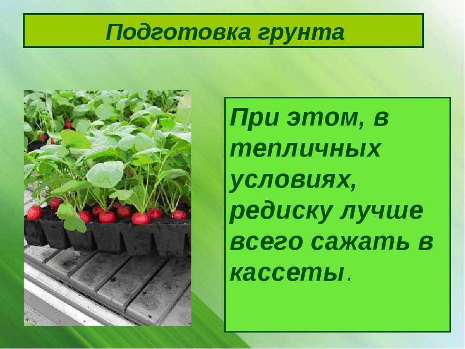 Выращиваю редис на подоконнике и ем свежий овощ круглый год