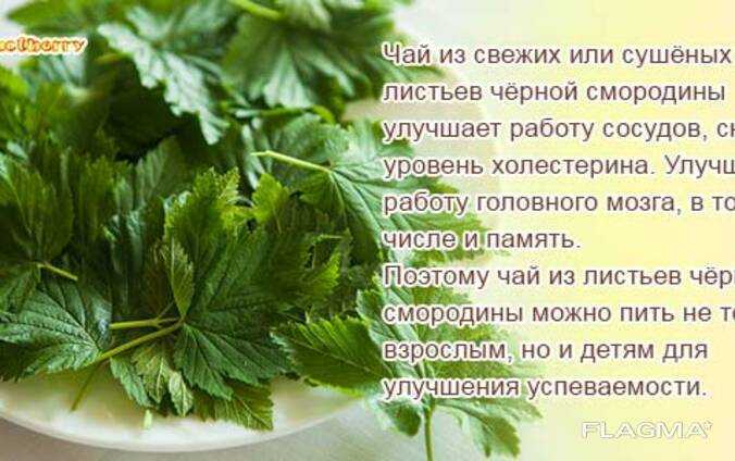 Листья смородины – полезные свойства, применение и рецепты