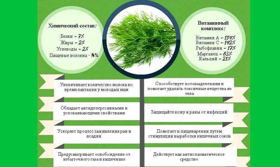 Лечебные свойства и противопоказания укропа: польза и возможный вред для организма человека, для женщин и мужчин, применение отваров, плодов, сока, настоя на водке