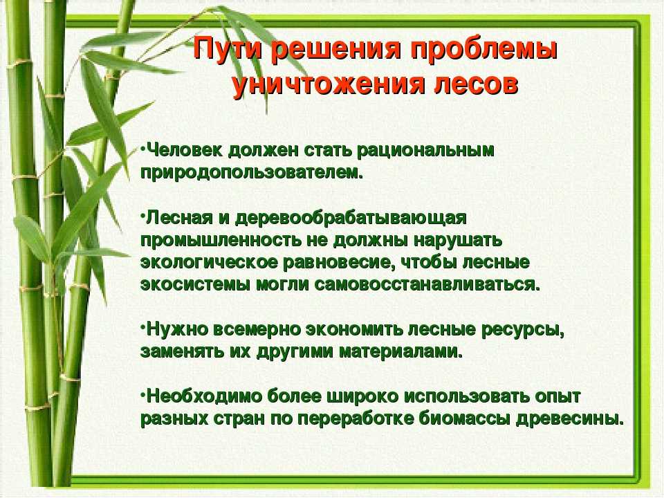Обезлесение — что это, как его остановить Почему леса нашей планеты имеют такое значение для климата и как мы можем их сохранить
