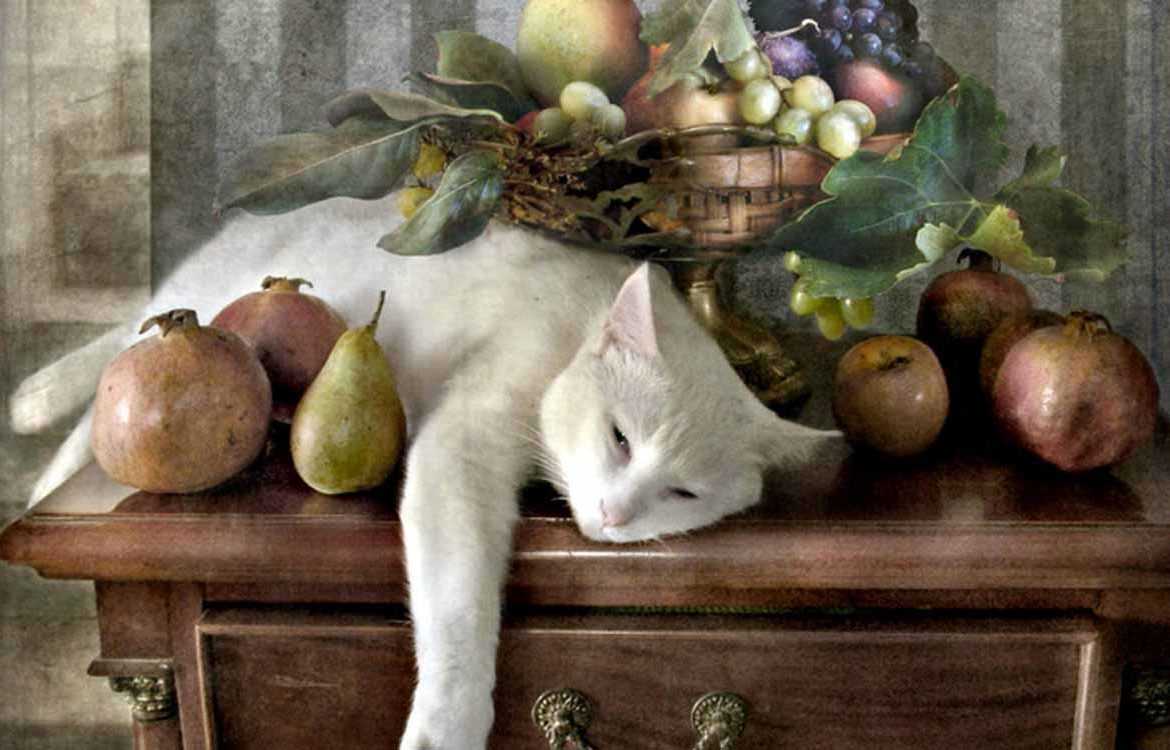 Натуральный корм для кошек и собак, органический корм
