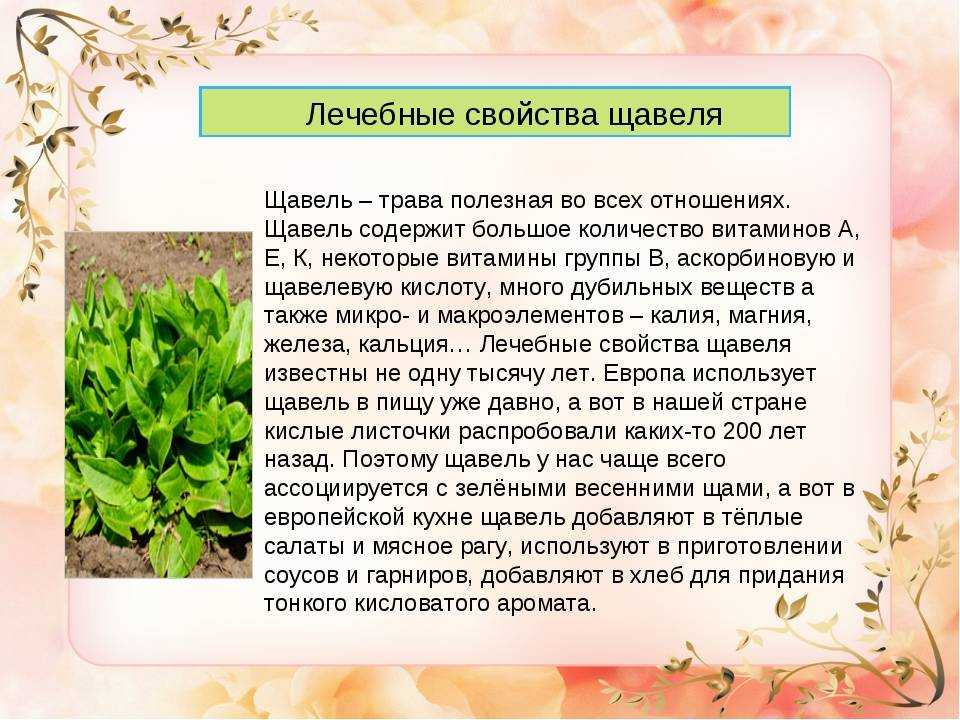 Щавель обыкновенный и его полезные свойства. применение, противопоказания и фото щавеля.