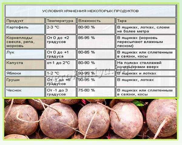 Температура и условия хранение картофеля на балконе, в погребе, подвале