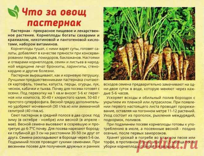 Растение пастернак: польза и вред | польза и вред
