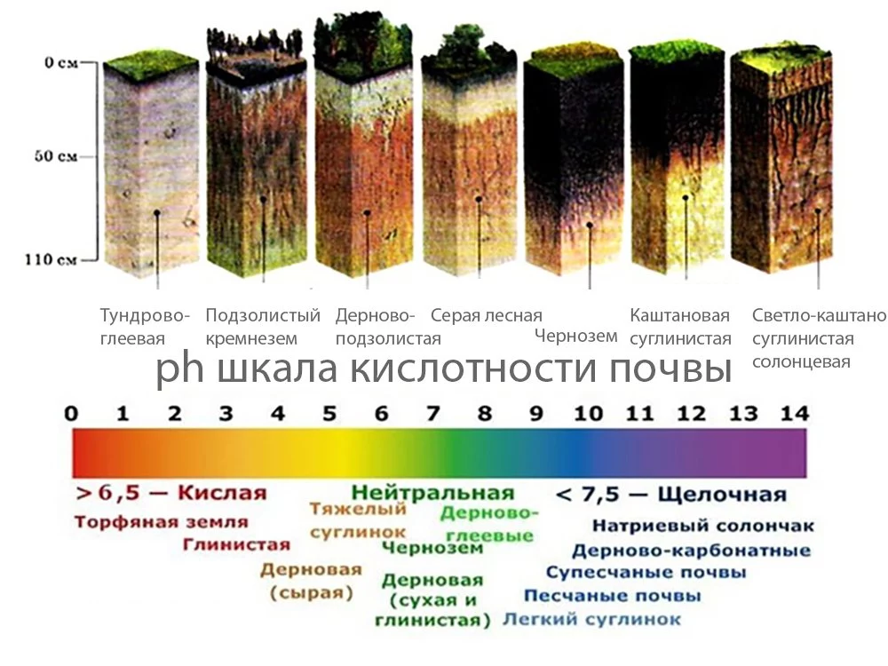 Чеснок на грядке: популярные сорта, выбор посадочного материала, правила выращивания и ухода