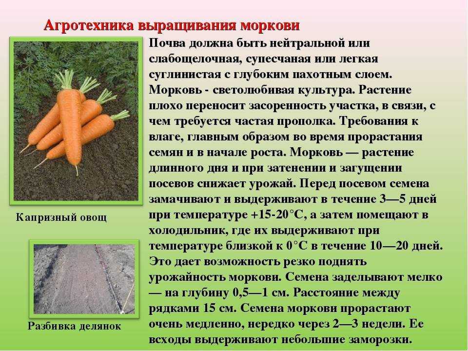 Когда и как правильно поливать морковь в открытом грунте