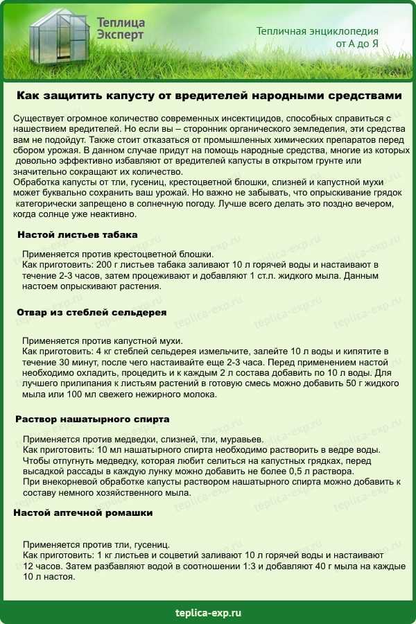 Обработка капусты от вредителей нашатырным спиртом: как разводить и как подкормить