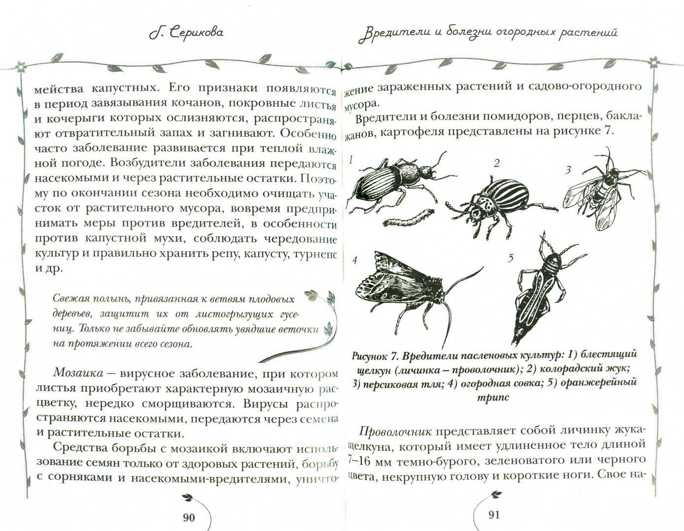 Чем и как правильно обрабатывать капусту разных сортов от вредителей