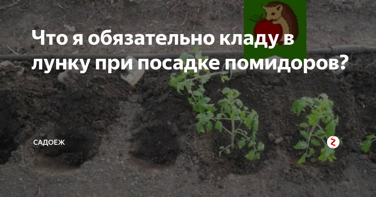 Чем подкормить капусту после высадки в грунт: народные средства и химия