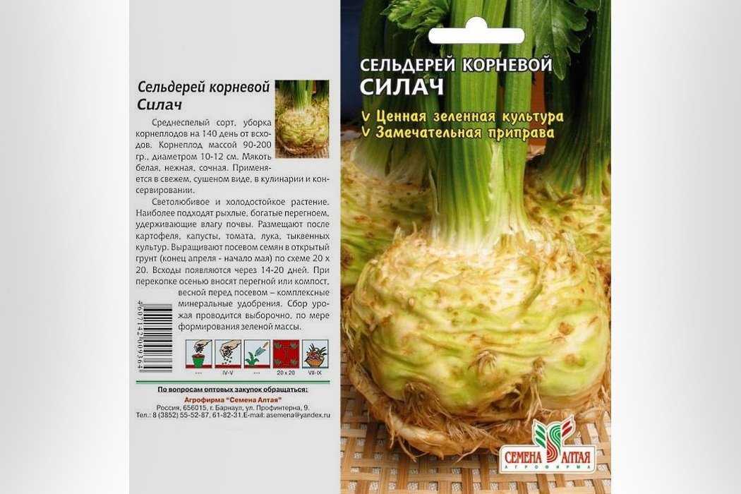 Выращивание сельдерея в сибири - огород