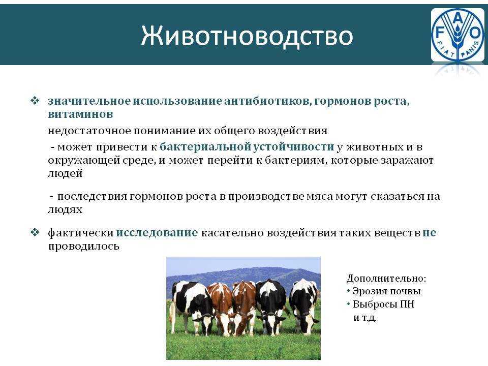 Экодельки и веганское питание как способ борьбы с глобальным потеплением: новости животноводства