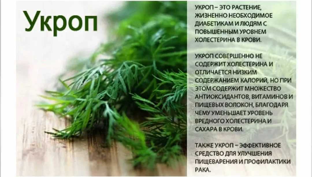 Польза и вред укропа для здоровья | польза и вред
