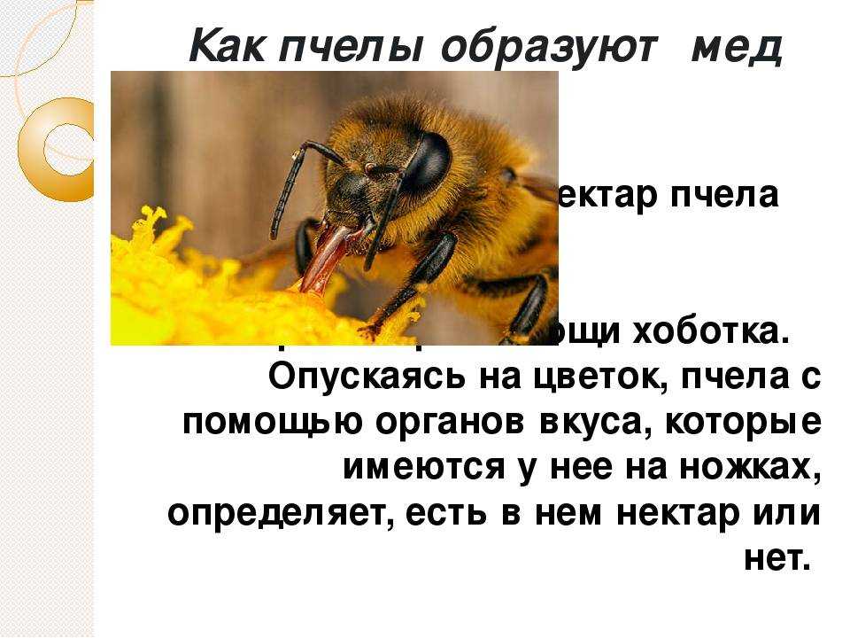 Как пчёлы делают мёд • imorganic