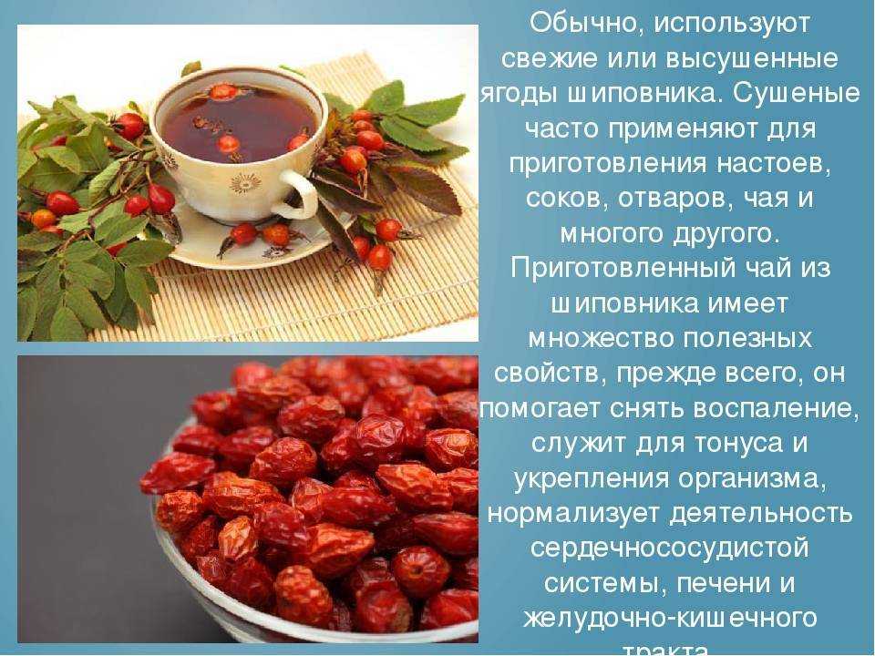 Как сушить шиповник в домашних условиях, отзывы