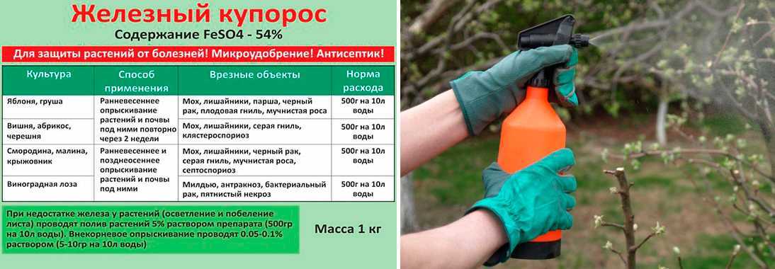 Узнайте о необходимой процедуре при выращивании хурмы - обрезке Прочтите, как правильно произвести формировании кроны, а также удаление старых веток во время весны и осени, какие неприятные последствия могут быть, если допустить ошибки
