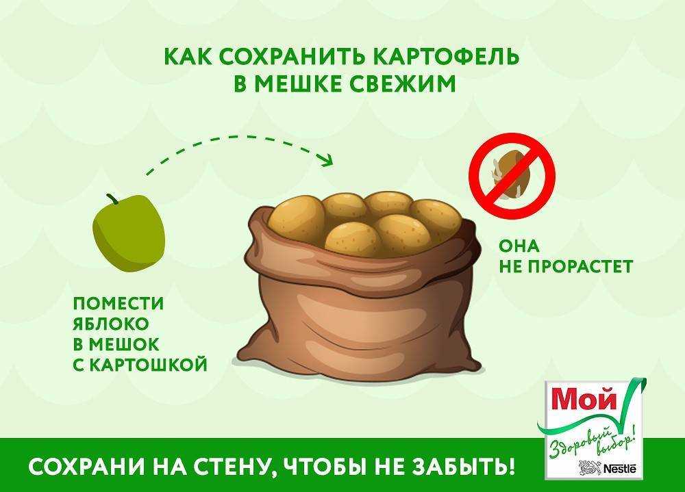 Способы и условия хранения картофеля зимой: в погребе и подвале, в квартире (на балконе)