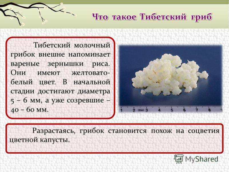 Молочный (кефирный) гриб: польза, вред и противопоказания, как употреблять и ухаживать, отзывы врачей