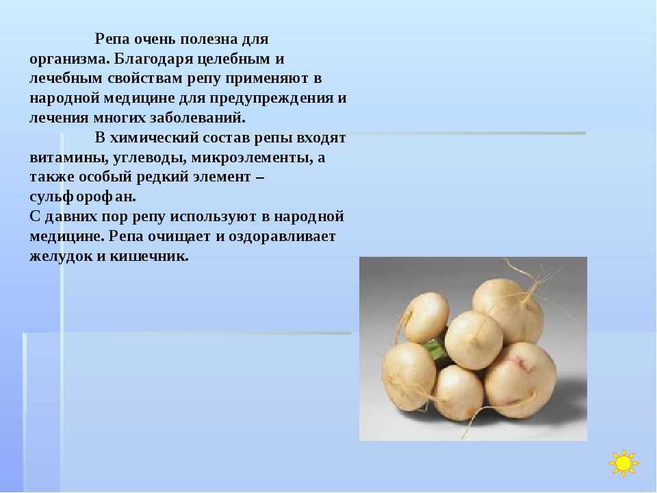 Репа: польза и вред для здоровья