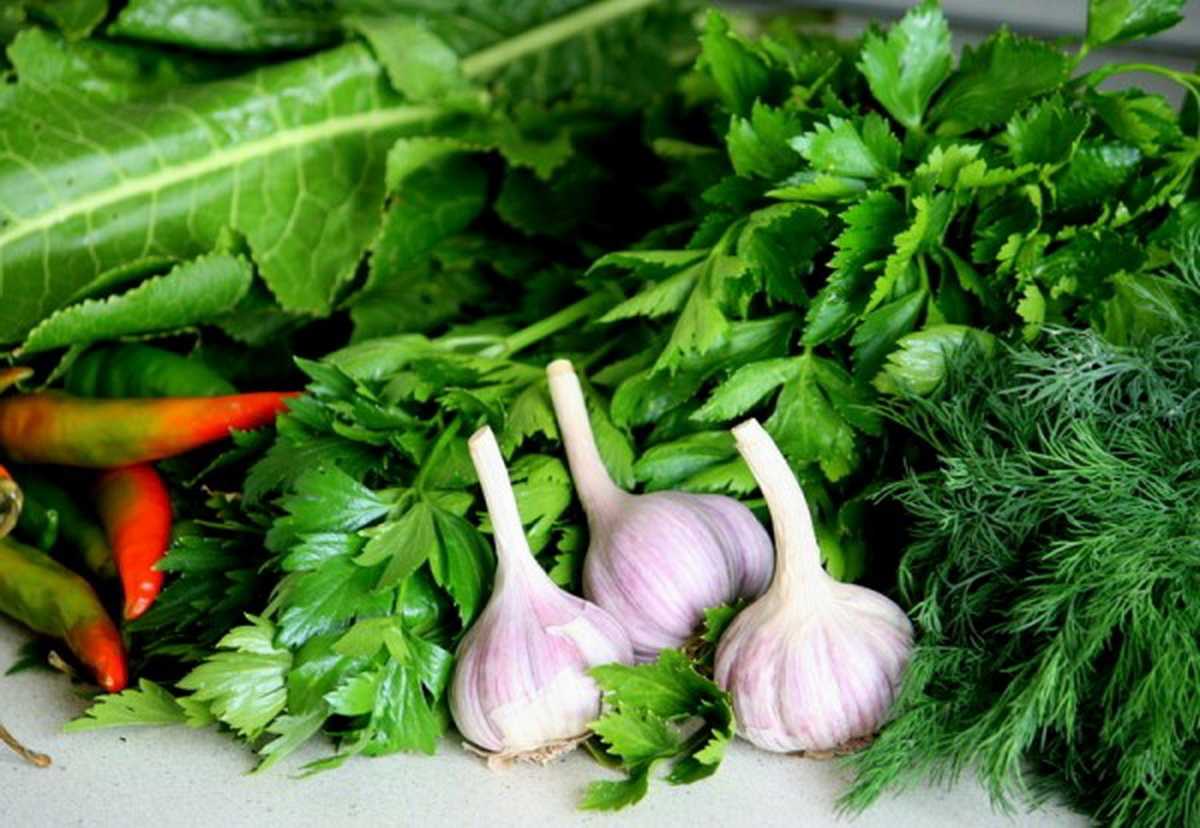 Какие лакомства нельзя давать собакам: список продуктов, возможные проблемы