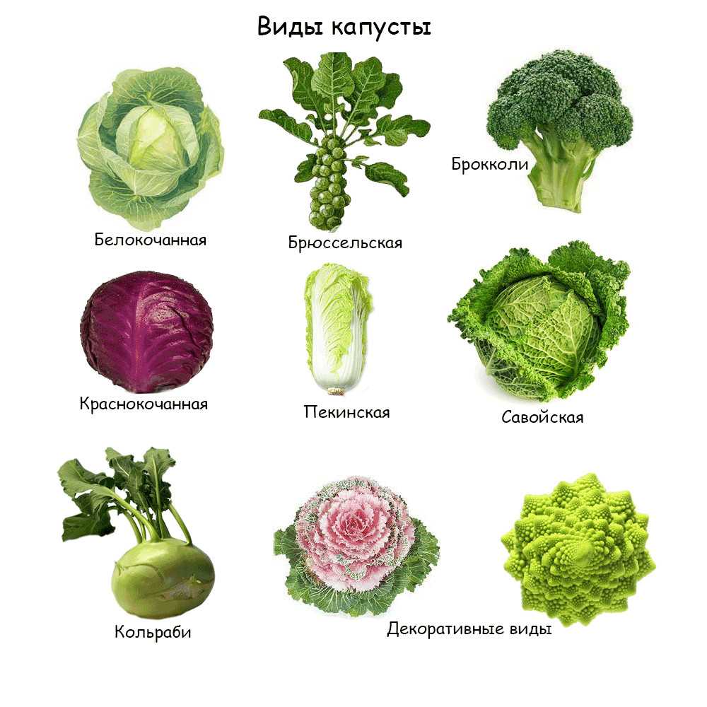 Белокочанная капуста — энциклопедия руниверсалис
