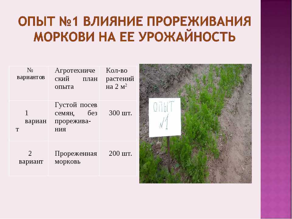 Выращивание моркови в открытом грунте самые урожайные сорта