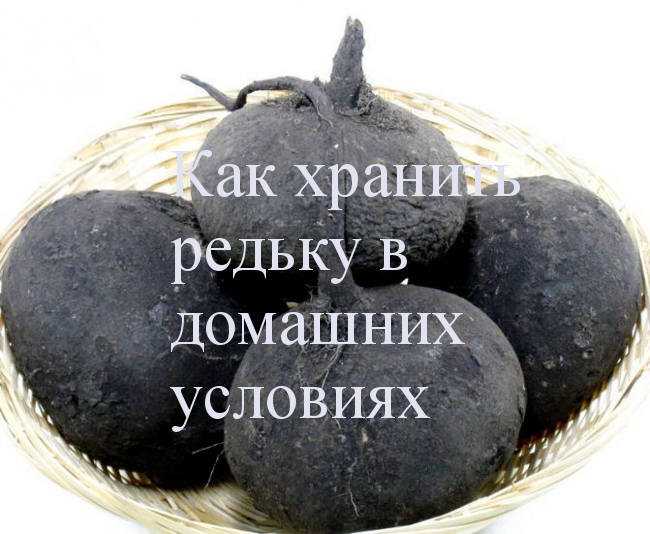 Заготовки из редьки на зиму / заготовочки