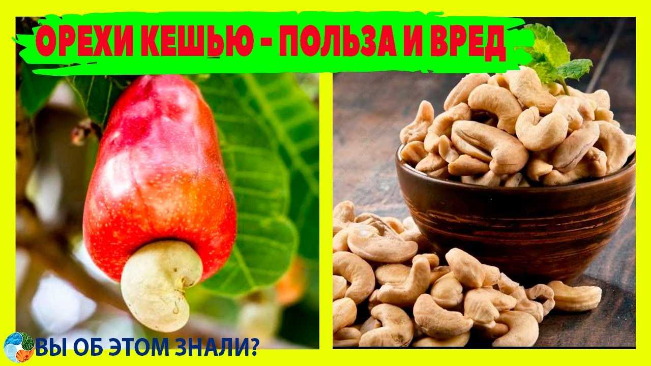 Кешью: польза и вред для организма, свойства, как растёт